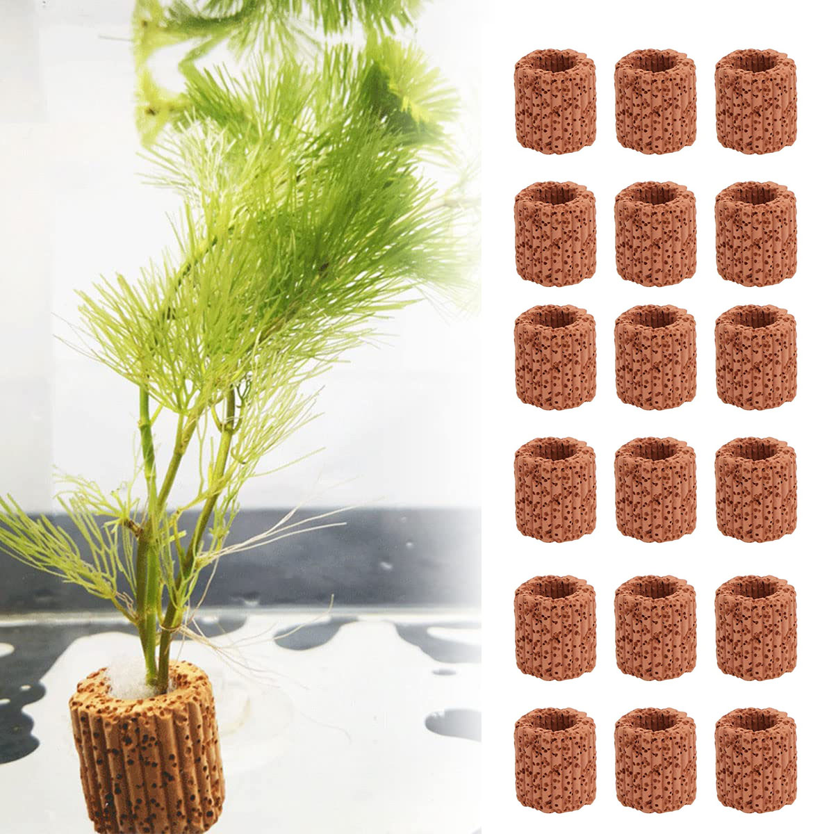 Aquarium Plant Live - 10/20Pcs Aquatic Water Plant Fixed Ring