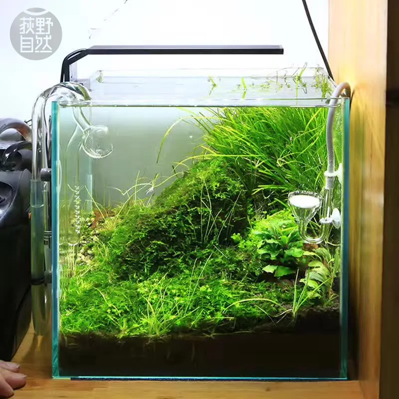 Aquarium Plant Growing - Chihiros C Series ADA Style Plant