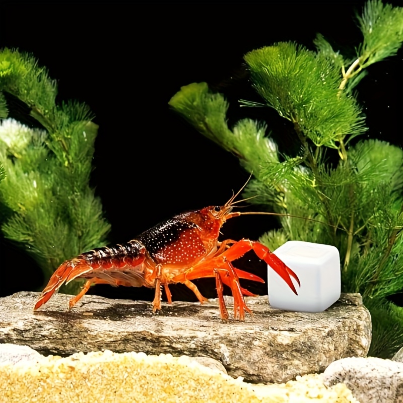 Aquarium Plant Live - 6 Pcs Fish Tank Calcium Block