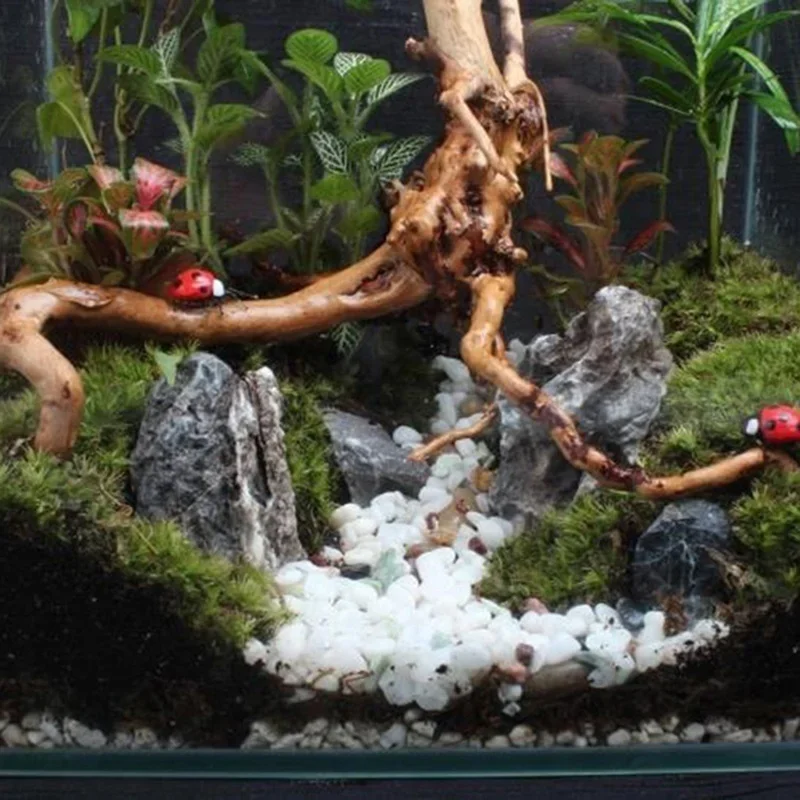 Natural Tree Trunk Driftwood A - Aquarium Plant Live recension och pris