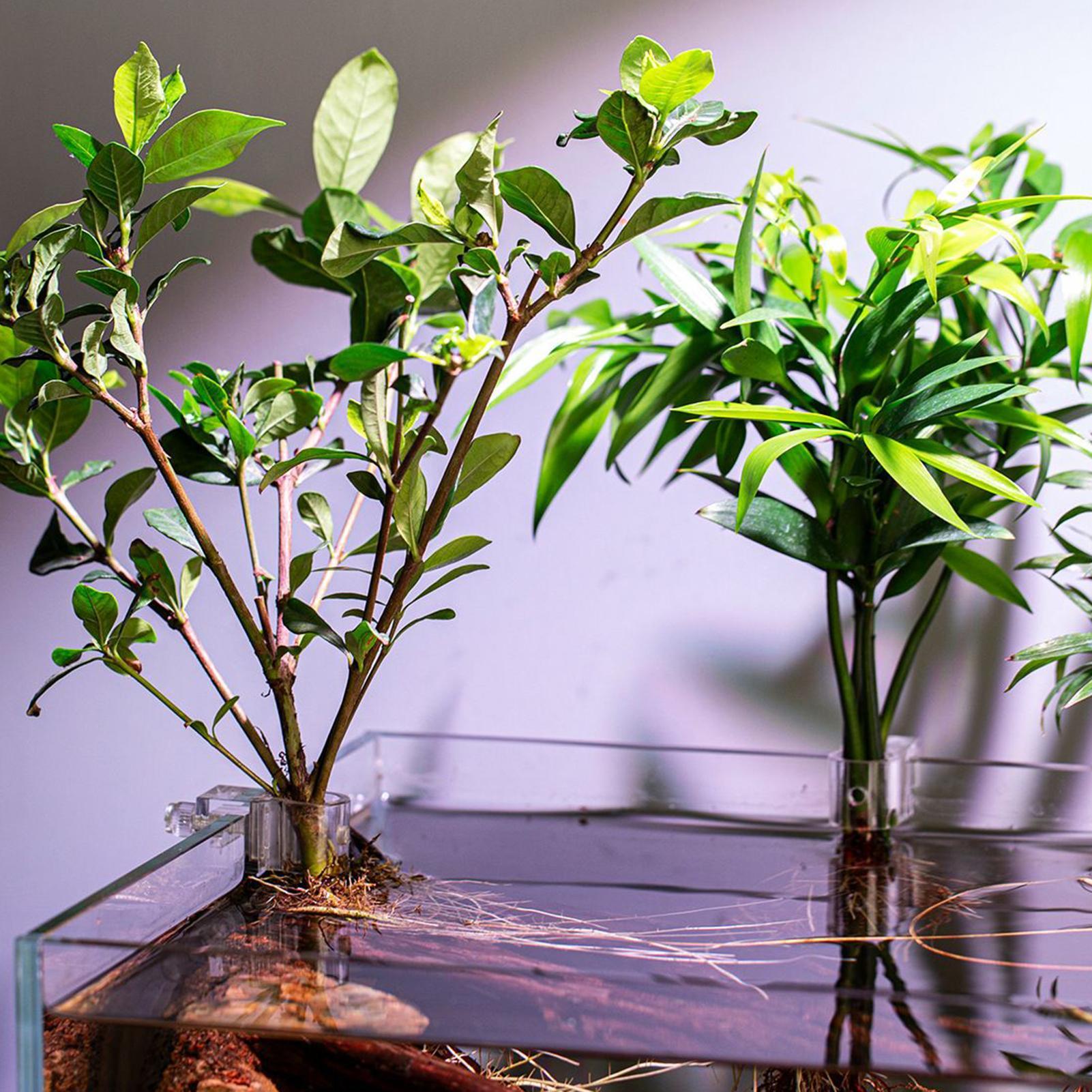 6pcs Aquarium Plant Holders Cl - Aquarium Plant Live recension och pris