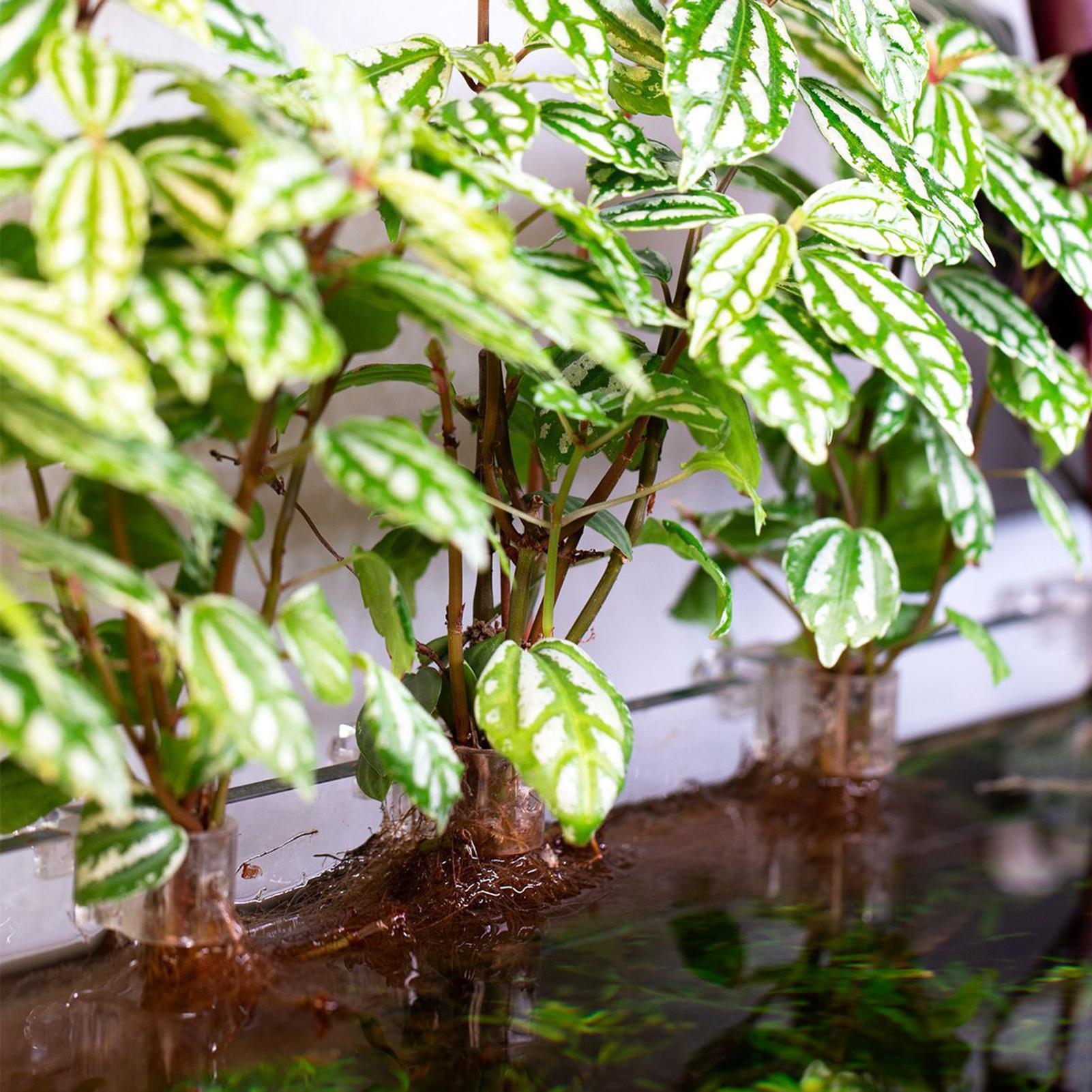 6pcs Aquarium Plant Holders Cl - Aquarium Plant Live recension och pris