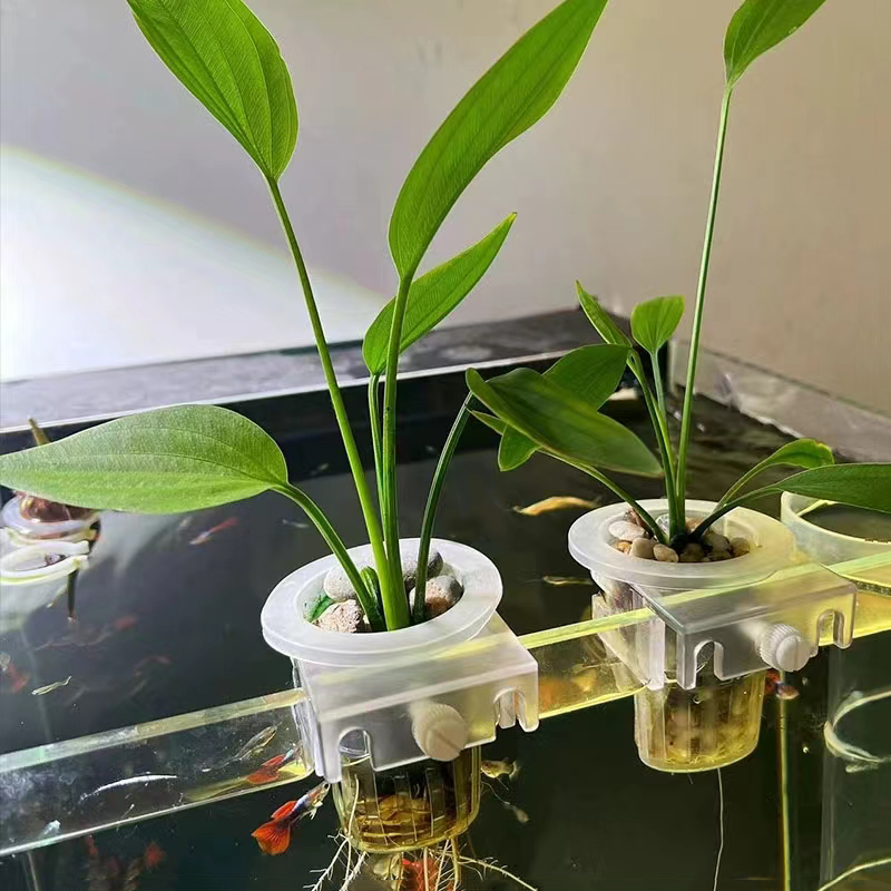 Aquarium Planting Basket Hydro - Aquarium Plant Live recension och pris